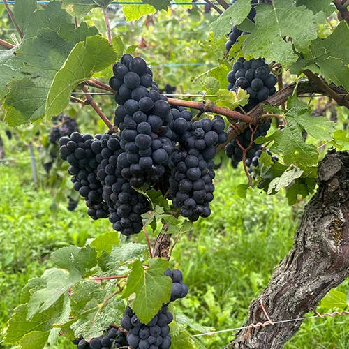Pinot Noir