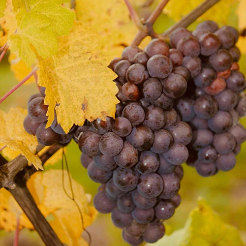 Klevener de Heiligenstein Vieilles vignes