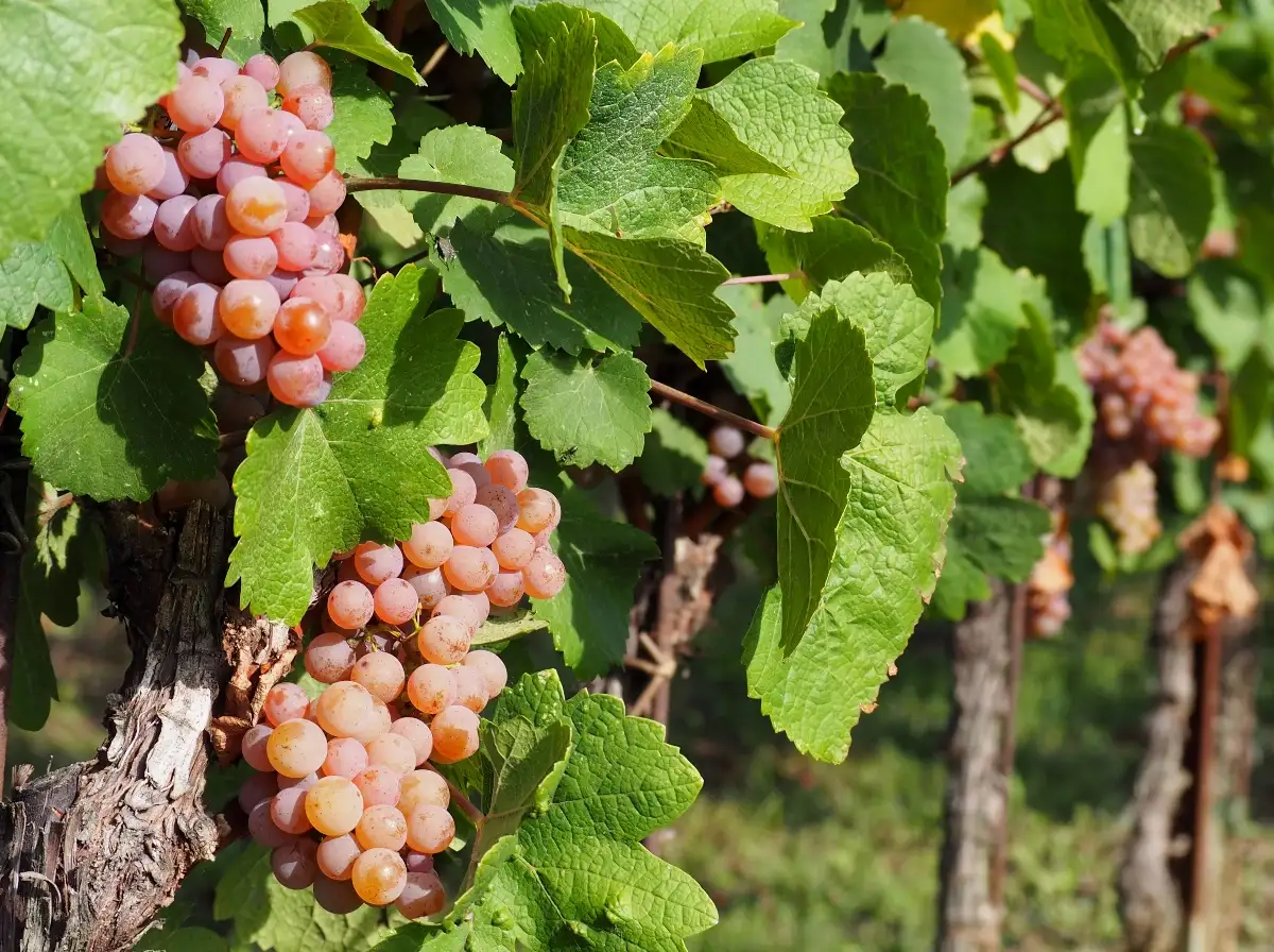 Pinot Gris